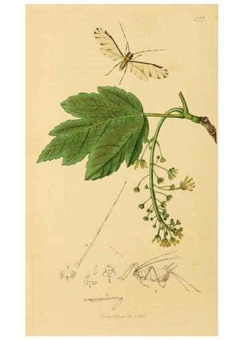 Reproducción/Reproduction 49640335943: British entomology :. London,Printed for the author,1823-1840 [i.e. 1840].. 