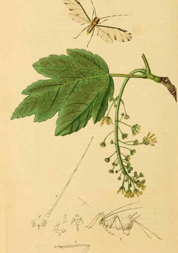 Reproducción/Reproduction 49640335943: British entomology :. London,Printed for the author,1823-1840 [i.e. 1840].. 