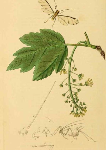 Reproducción/Reproduction 49640335943: British entomology :. London,Printed for the author,1823-1840 [i.e. 1840].. 