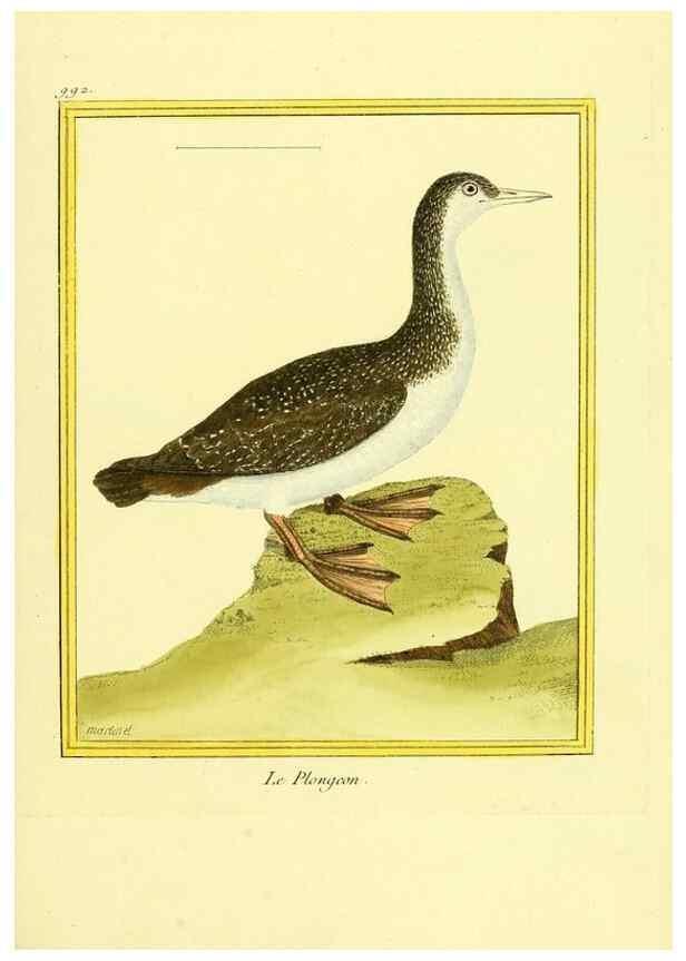 Reproducción/Reproduction 49640530291: Planches enluminées d'histoire naturelle. Paris? :s.n.,1765-1783?. 