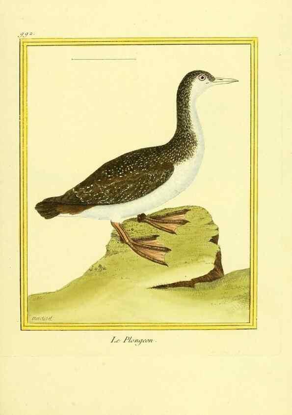 Reproducción/Reproduction 49640530291: Planches enluminées d'histoire naturelle. Paris? :s.n.,1765-1783?. 