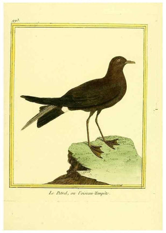Reproducción/Reproduction 49640530511: Planches enluminées d'histoire naturelle. Paris? :s.n.,1765-1783?. 