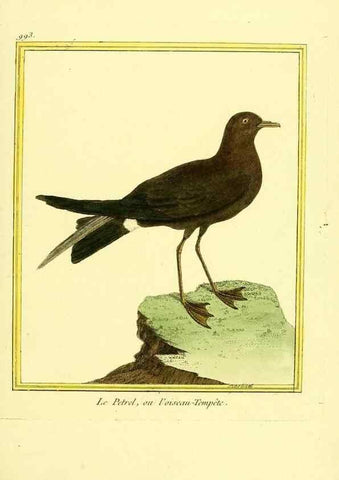 Reproducción/Reproduction 49640530511: Planches enluminées d'histoire naturelle. Paris? :s.n.,1765-1783?. 