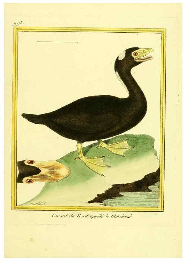 Reproducción/Reproduction 49640804622: Planches enluminées d'histoire naturelle. Paris? :s.n.,1765-1783?. 