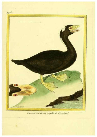 Reproducción/Reproduction 49640804622: Planches enluminées d'histoire naturelle. Paris? :s.n.,1765-1783?. 