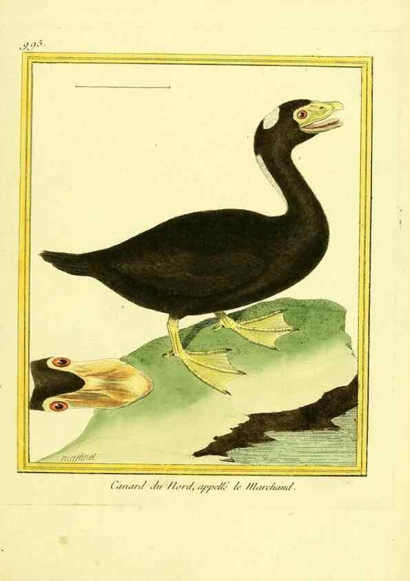 Reproducción/Reproduction 49640804622: Planches enluminées d'histoire naturelle. Paris? :s.n.,1765-1783?. 