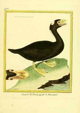 Reproducción/Reproduction 49640804622: Planches enluminées d'histoire naturelle. Paris? :s.n.,1765-1783?. 