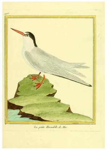 Reproducción/Reproduction 49640531386: Planches enluminées d'histoire naturelle. Paris? :s.n.,1765-1783?. 
