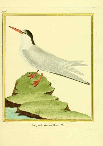 Reproducción/Reproduction 49640531386: Planches enluminées d'histoire naturelle. Paris? :s.n.,1765-1783?. 