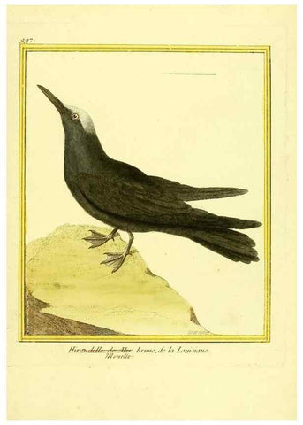 Reproducción/Reproduction 49640008513: Planches enluminées d'histoire naturelle. Paris? :s.n.,1765-1783?. 