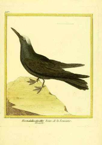 Reproducción/Reproduction 49640008513: Planches enluminées d'histoire naturelle. Paris? :s.n.,1765-1783?. 