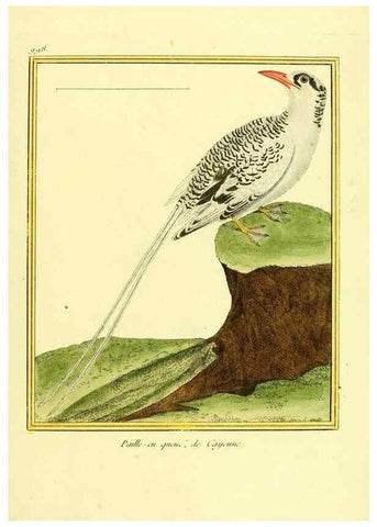 Reproducción/Reproduction 49640008858: Planches enluminées d'histoire naturelle. Paris? :s.n.,1765-1783?. 