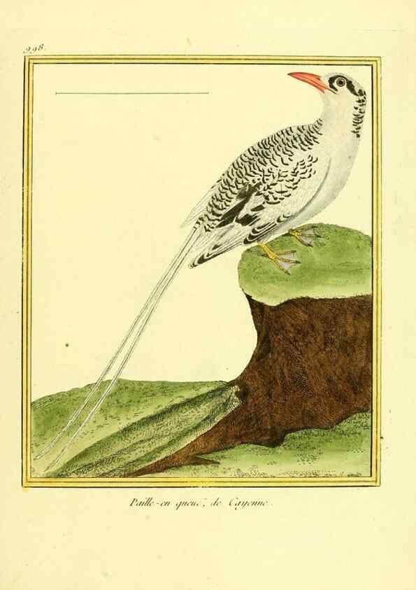 Reproducción/Reproduction 49640008858: Planches enluminées d'histoire naturelle. Paris? :s.n.,1765-1783?. 