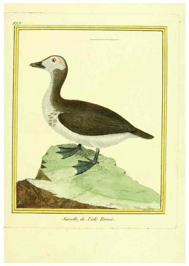 Reproducción/Reproduction 49640805787: Planches enluminées d'histoire naturelle. Paris? :s.n.,1765-1783?. 