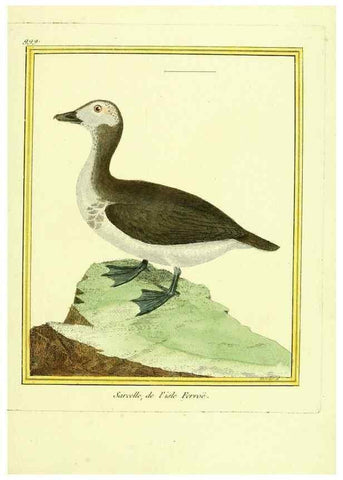 Reproducción/Reproduction 49640805787: Planches enluminées d'histoire naturelle. Paris? :s.n.,1765-1783?. 