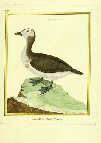 Reproducción/Reproduction 49640805787: Planches enluminées d'histoire naturelle. Paris? :s.n.,1765-1783?. 