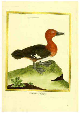 Reproducción/Reproduction 49640806107: Planches enluminées d'histoire naturelle. Paris? :s.n.,1765-1783?. 