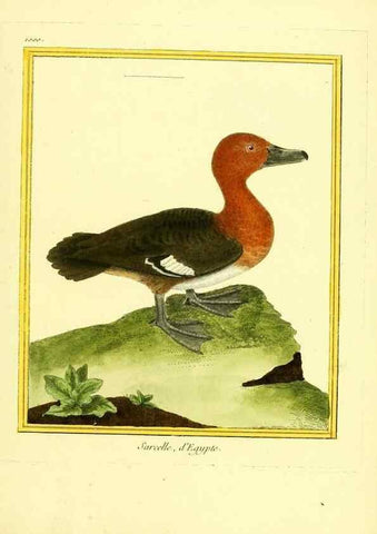 Reproducción/Reproduction 49640806107: Planches enluminées d'histoire naturelle. Paris? :s.n.,1765-1783?. 