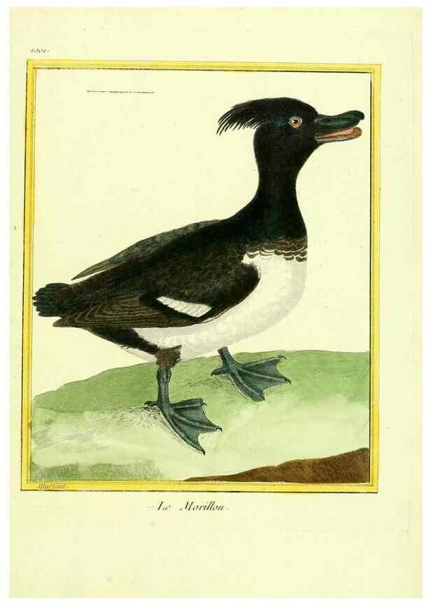 Reproducción/Reproduction 49640009763: Planches enluminées d'histoire naturelle. Paris? :s.n.,1765-1783?. 