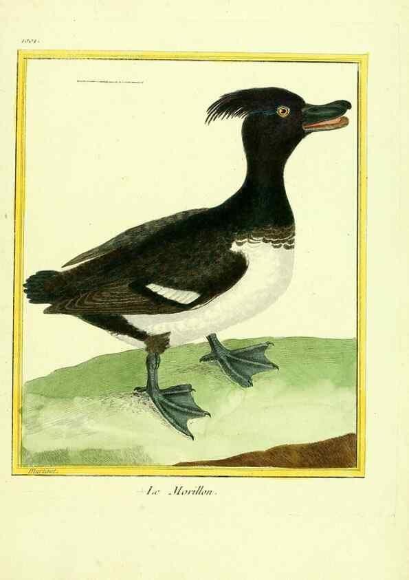 Reproducción/Reproduction 49640009763: Planches enluminées d'histoire naturelle. Paris? :s.n.,1765-1783?. 