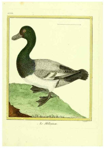 Reproducción/Reproduction 49640010018: Planches enluminées d'histoire naturelle. Paris? :s.n.,1765-1783?. 