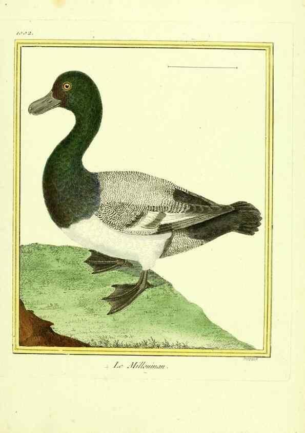 Reproducción/Reproduction 49640010018: Planches enluminées d'histoire naturelle. Paris? :s.n.,1765-1783?. 