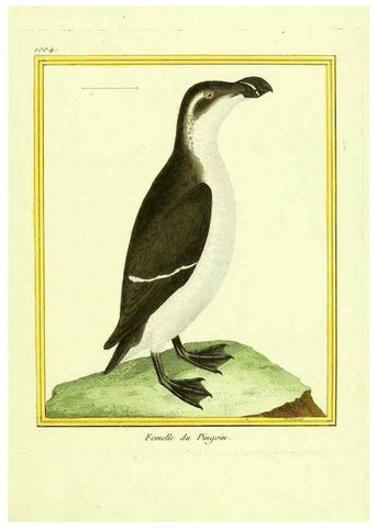 Reproducción/Reproduction 49640807137: Planches enluminées d'histoire naturelle. Paris? :s.n.,1765-1783?. 