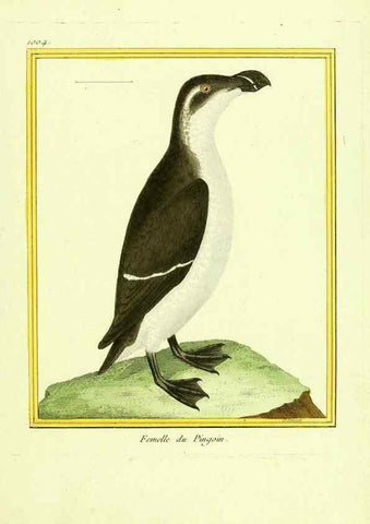 Reproducción/Reproduction 49640807137: Planches enluminées d'histoire naturelle. Paris? :s.n.,1765-1783?. 