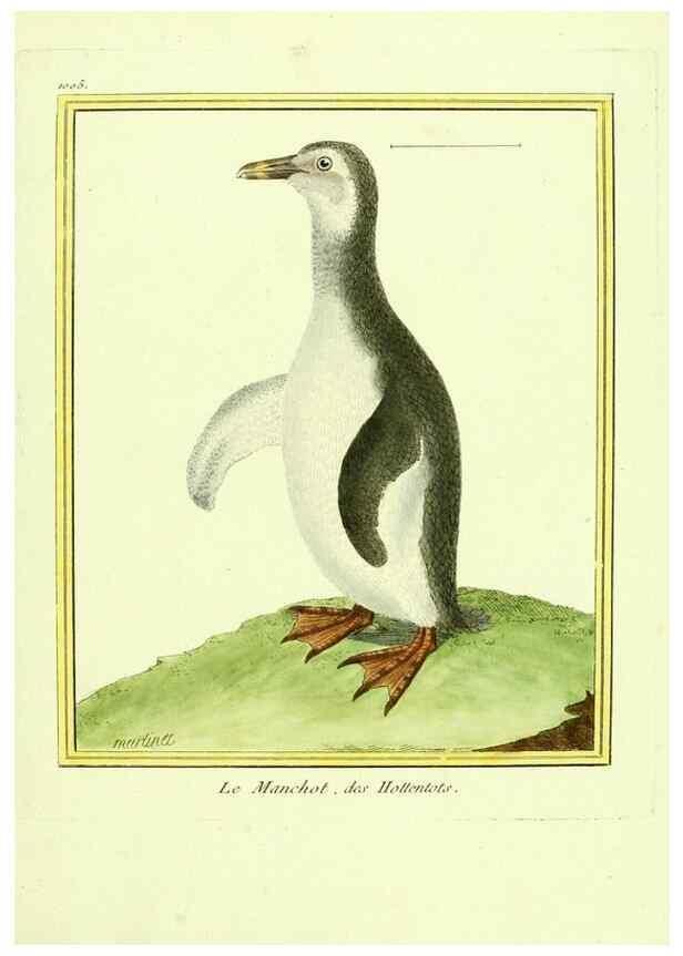 Reproducción/Reproduction 49640807492: Planches enluminées d'histoire naturelle. Paris? :s.n.,1765-1783?. 