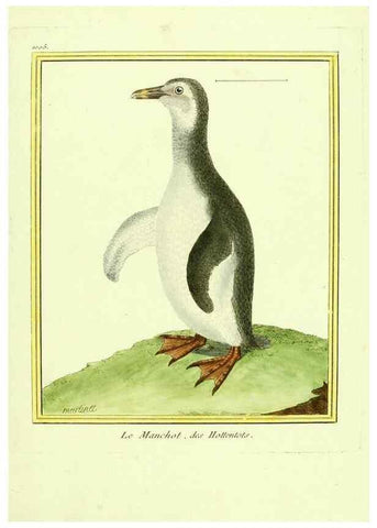 Reproducción/Reproduction 49640807492: Planches enluminées d'histoire naturelle. Paris? :s.n.,1765-1783?. 