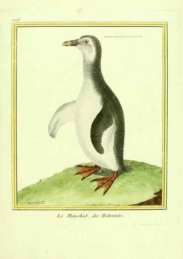 Reproducción/Reproduction 49640807492: Planches enluminées d'histoire naturelle. Paris? :s.n.,1765-1783?. 