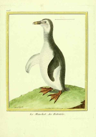 Reproducción/Reproduction 49640807492: Planches enluminées d'histoire naturelle. Paris? :s.n.,1765-1783?. 