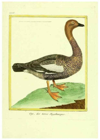 Reproducción/Reproduction 49640011028: Planches enluminées d'histoire naturelle. Paris? :s.n.,1765-1783?. 