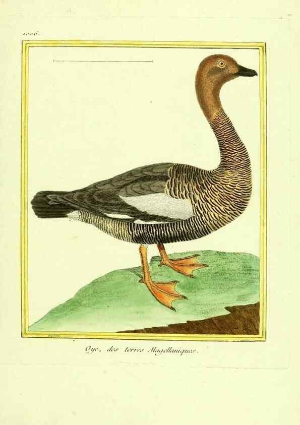 Reproducción/Reproduction 49640011028: Planches enluminées d'histoire naturelle. Paris? :s.n.,1765-1783?. 