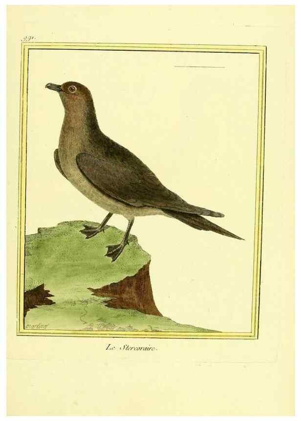 Reproducción/Reproduction 49640006778: Planches enluminées d'histoire naturelle. Paris? :s.n.,1765-1783?. 