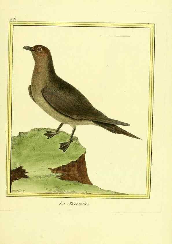 Reproducción/Reproduction 49640006778: Planches enluminées d'histoire naturelle. Paris? :s.n.,1765-1783?. 