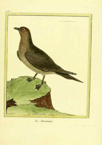 Reproducción/Reproduction 49640006778: Planches enluminées d'histoire naturelle. Paris? :s.n.,1765-1783?. 