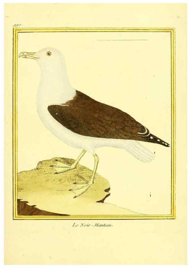 Reproducción/Reproduction 49640529696: Planches enluminées d'histoire naturelle. Paris? :s.n.,1765-1783?. 