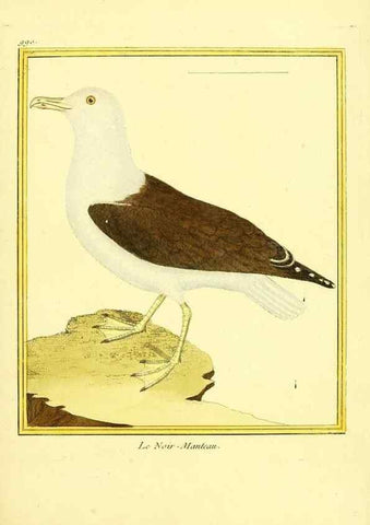 Reproducción/Reproduction 49640529696: Planches enluminées d'histoire naturelle. Paris? :s.n.,1765-1783?. 