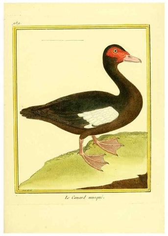 Reproducción/Reproduction 49640529386: Planches enluminées d'histoire naturelle. Paris? :s.n.,1765-1783?. 