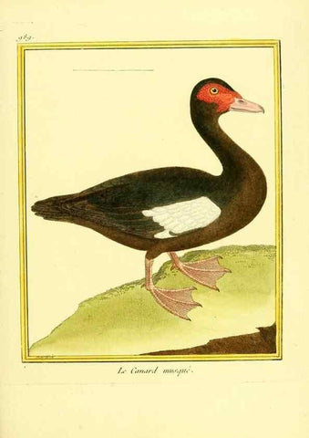 Reproducción/Reproduction 49640529386: Planches enluminées d'histoire naturelle. Paris? :s.n.,1765-1783?. 