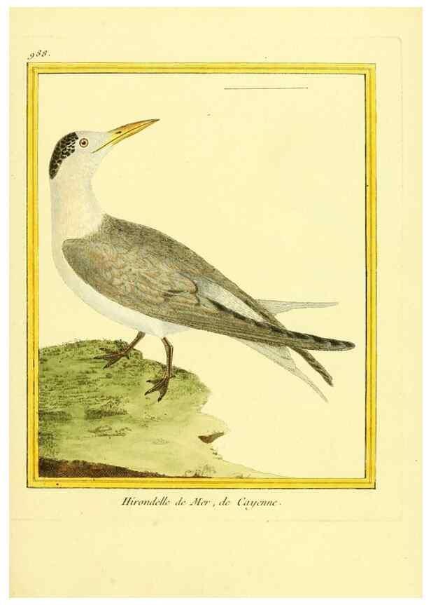 Reproducción/Reproduction 49640802392: Planches enluminées d'histoire naturelle. Paris? :s.n.,1765-1783?. 