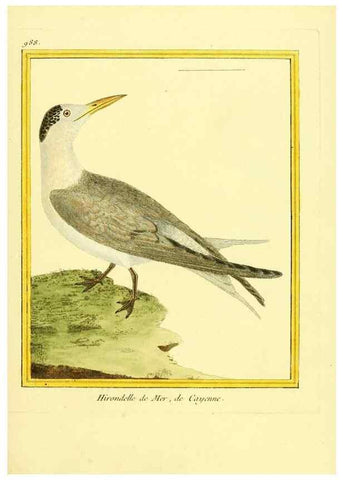 Reproducción/Reproduction 49640802392: Planches enluminées d'histoire naturelle. Paris? :s.n.,1765-1783?. 