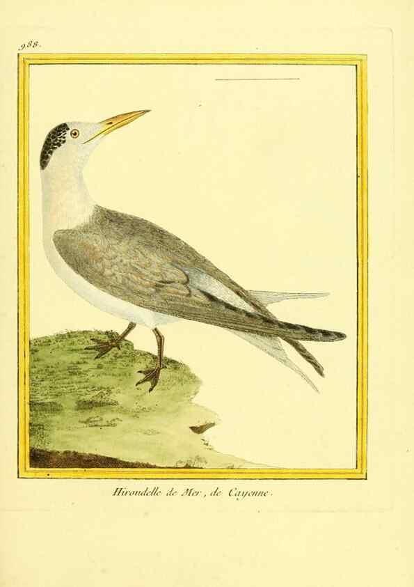 Reproducción/Reproduction 49640802392: Planches enluminées d'histoire naturelle. Paris? :s.n.,1765-1783?. 