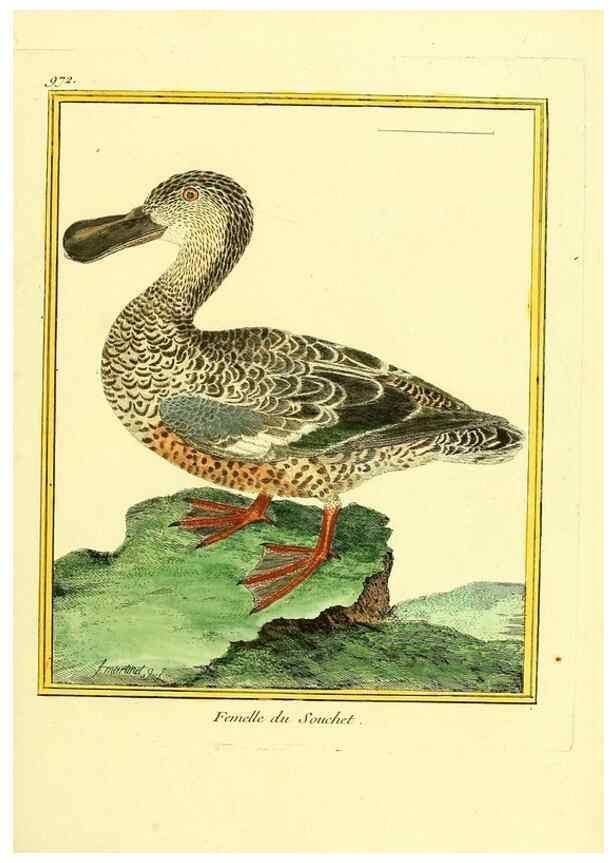 Reproducción/Reproduction 49640524311: Planches enluminées d'histoire naturelle. Paris? :s.n.,1765-1783?. 