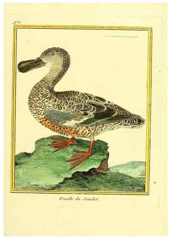 Reproducción/Reproduction 49640524311: Planches enluminées d'histoire naturelle. Paris? :s.n.,1765-1783?. 