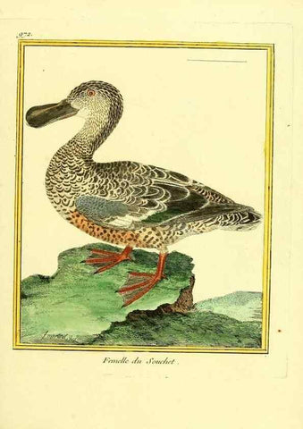 Reproducción/Reproduction 49640524311: Planches enluminées d'histoire naturelle. Paris? :s.n.,1765-1783?. 