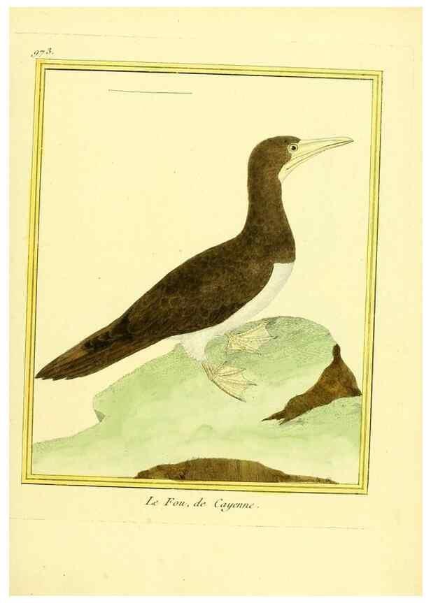 Reproducción/Reproduction 49640797452: Planches enluminées d'histoire naturelle. Paris? :s.n.,1765-1783?. 