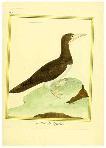 Reproducción/Reproduction 49640797452: Planches enluminées d'histoire naturelle. Paris? :s.n.,1765-1783?. 