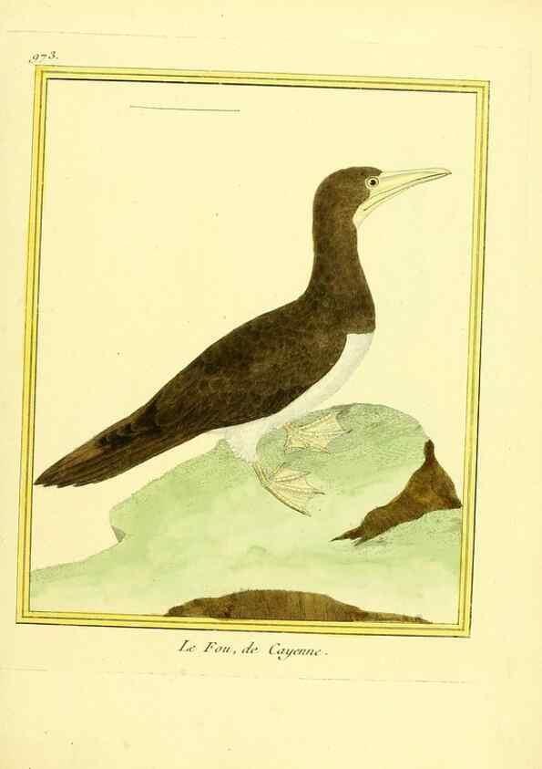 Reproducción/Reproduction 49640797452: Planches enluminées d'histoire naturelle. Paris? :s.n.,1765-1783?. 